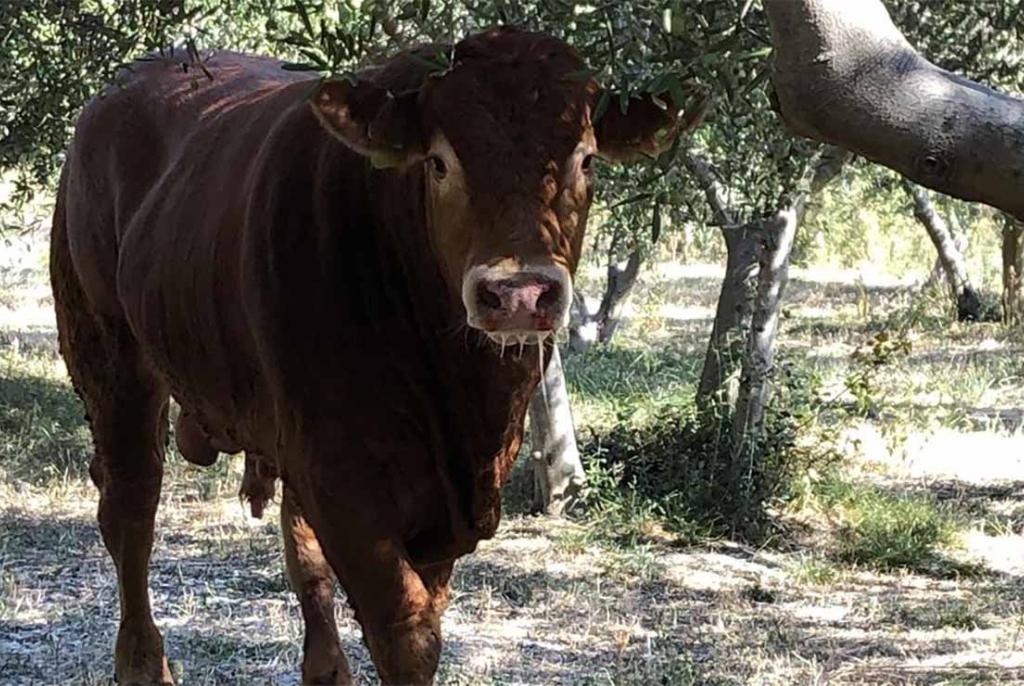 Biku ni traga, a najslavnijeg bjegunca sad će tražiti iz zraka
