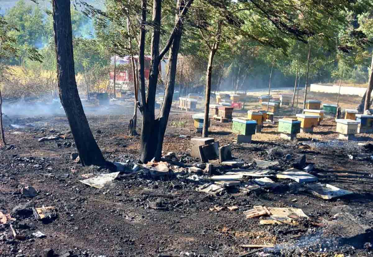 OČAJ KOD LJUBUŠKOG: Vatra mu drugi put progutala pčelinjak – izgorjele 43 zajednice OČAJ KOD LJUBUŠKOG: Vatra mu drugi put progutala pčelinjak – izgorjele 43 zajednice