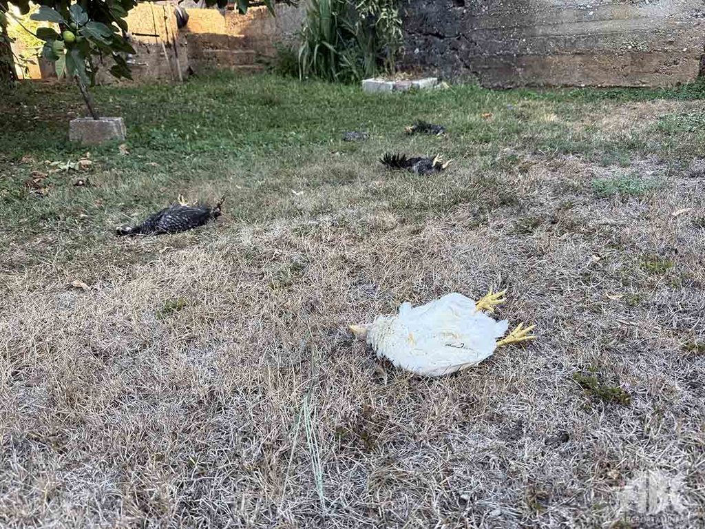 pas poklao pilice mokro siroki 2